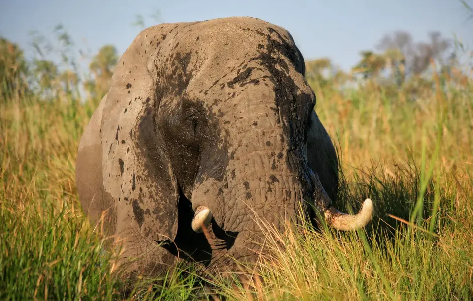 Botswana_Khwai_388.jpg