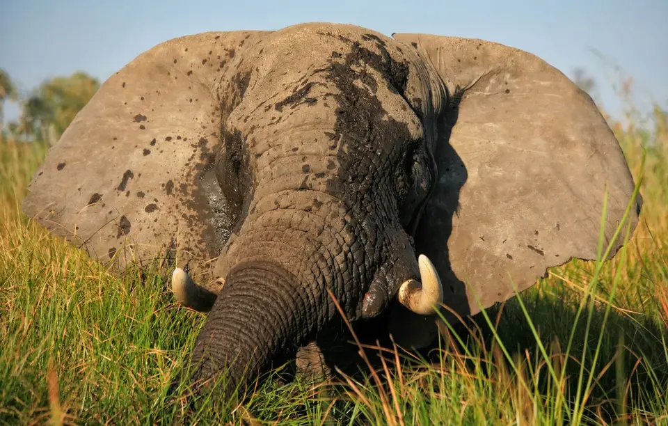 Botswana_Khwai_390.jpg