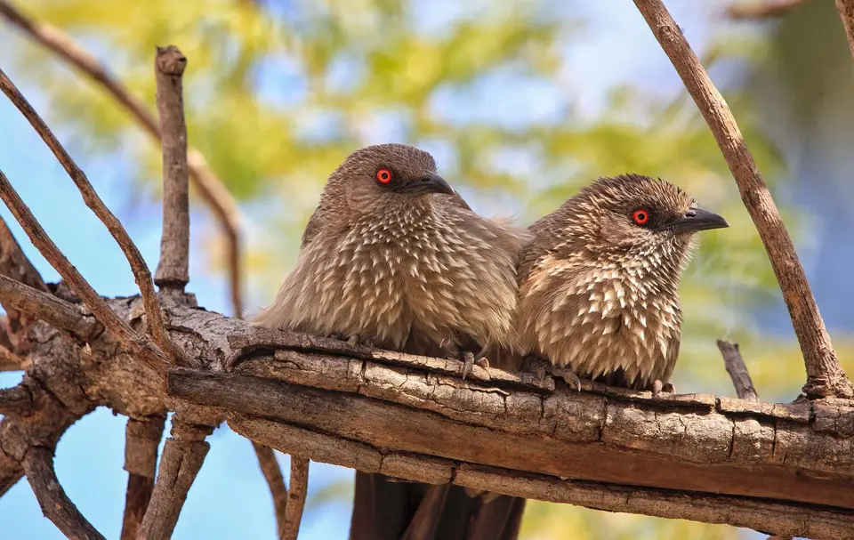 Botswana_Moremi_001.jpg