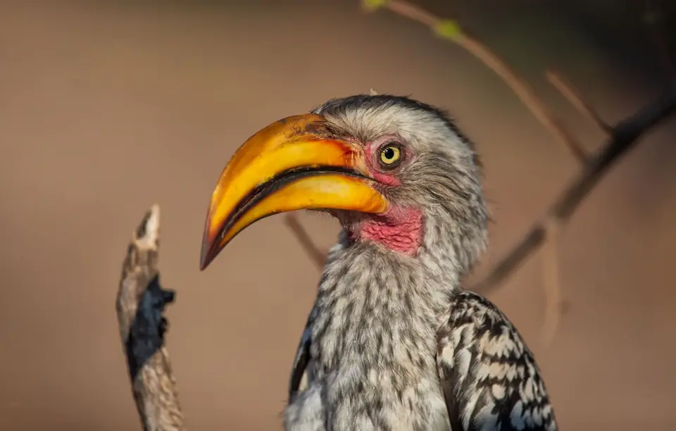 Botswana_Moremi_002.jpg