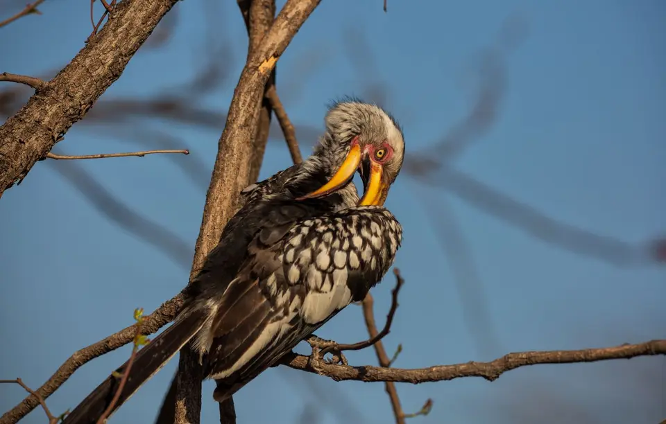 Botswana_Moremi_003.jpg