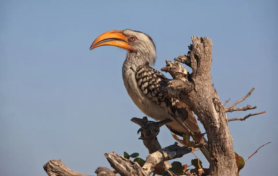 Botswana_Moremi_011.jpg