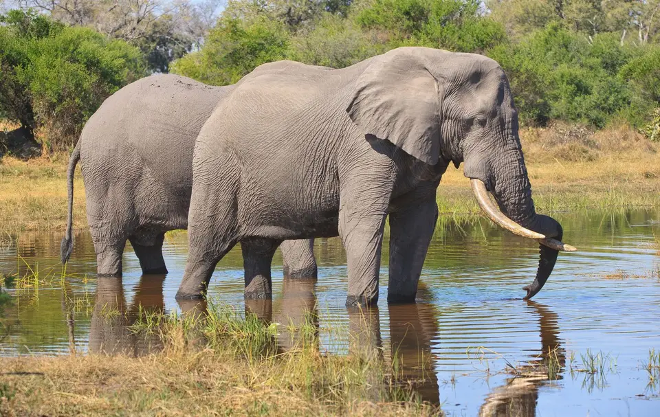 Botswana_Moremi_015.jpg