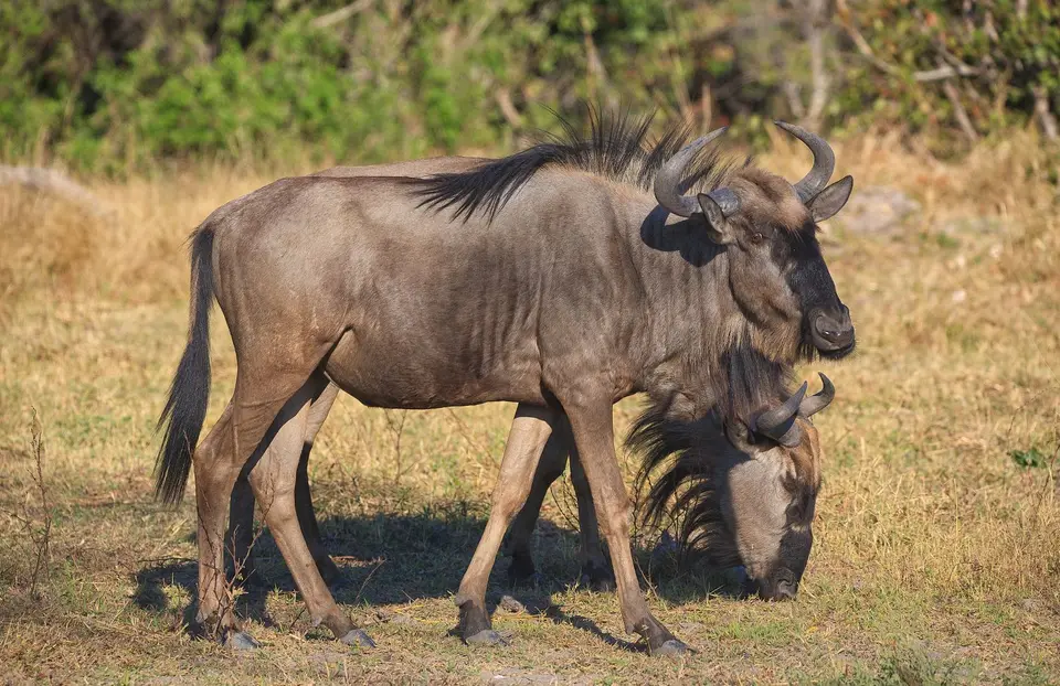 Botswana_Moremi_019.jpg