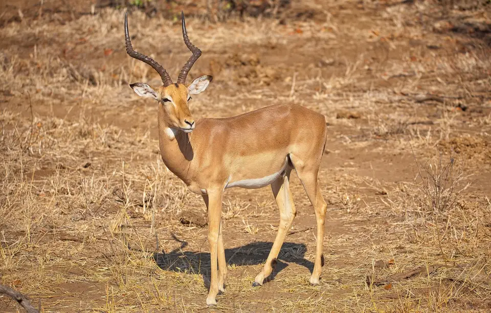 Botswana_Moremi_053.jpg