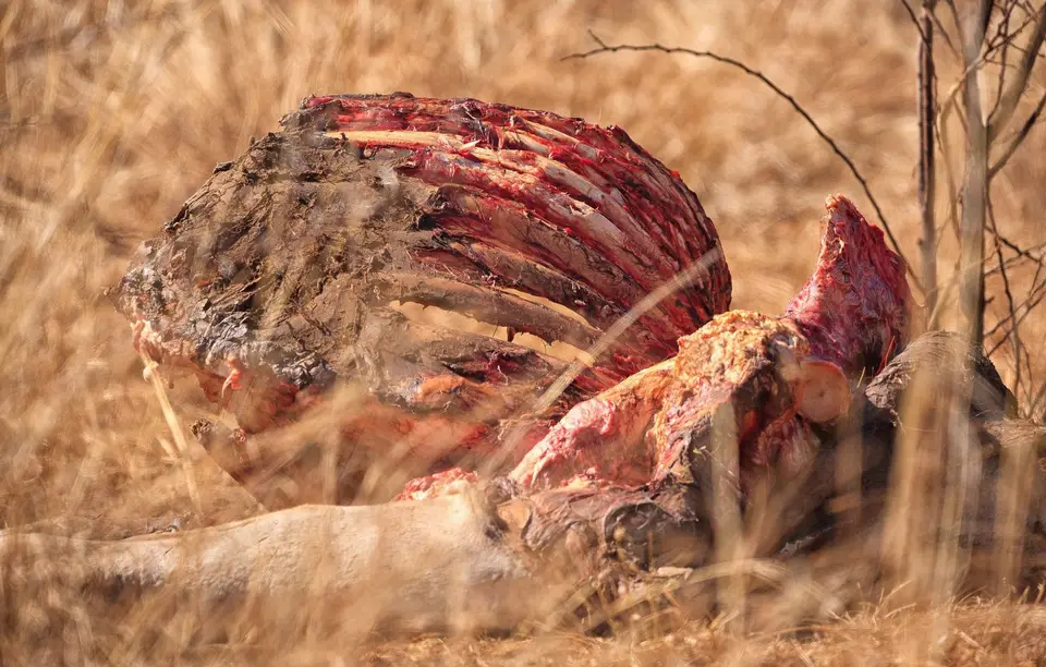 Botswana_Moremi_054.jpg