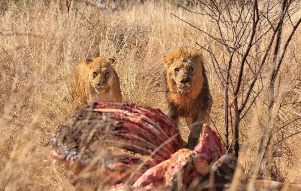 Botswana_Moremi_056.jpg