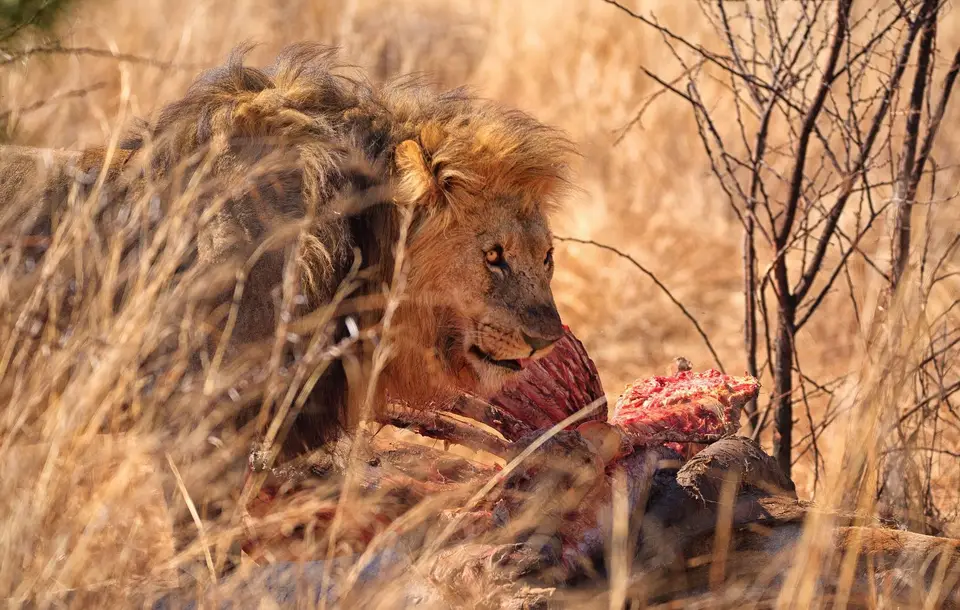 Botswana_Moremi_058.jpg