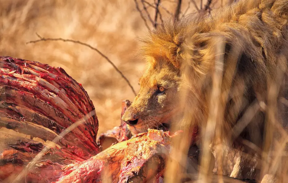 Botswana_Moremi_068.jpg