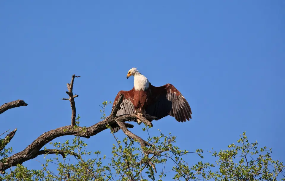 Botswana_Moremi_113.jpg