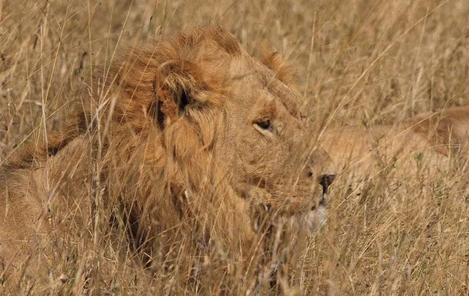 Botswana_Moremi_116.jpg