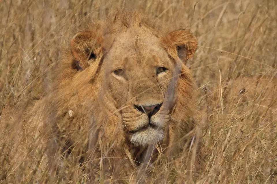 Botswana_Moremi_117.jpg