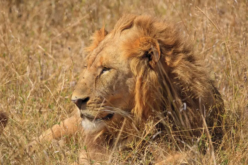 Botswana_Moremi_118.jpg