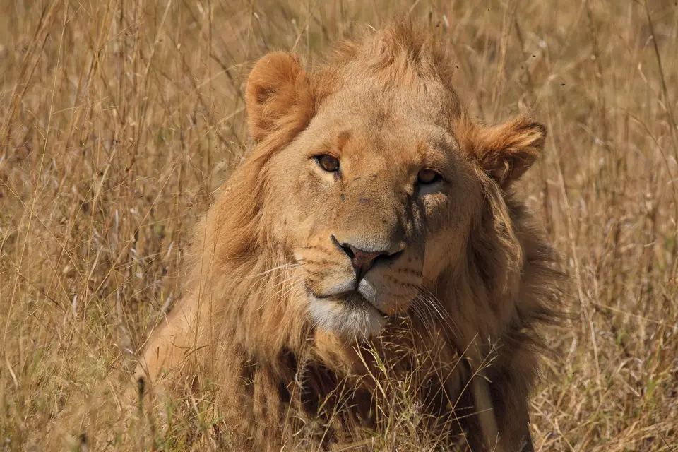 Botswana_Moremi_119.jpg