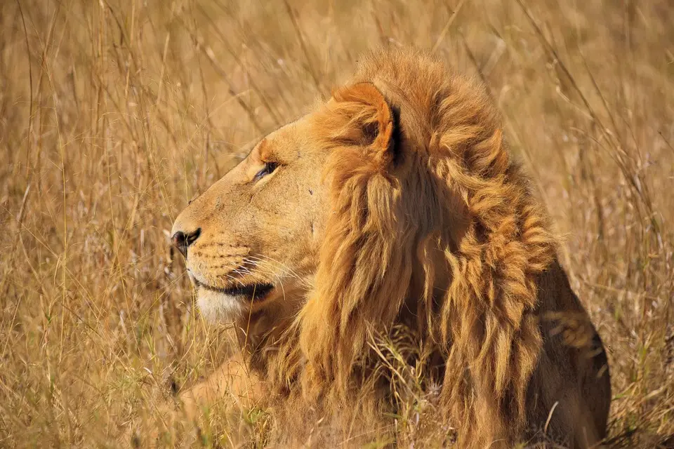 Botswana_Moremi_121.jpg