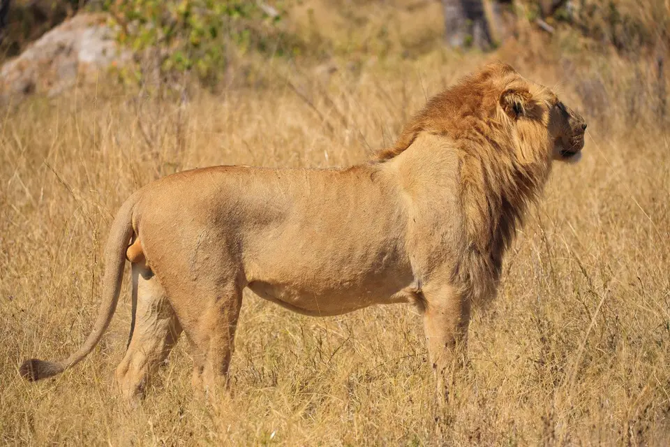Botswana_Moremi_122.jpg