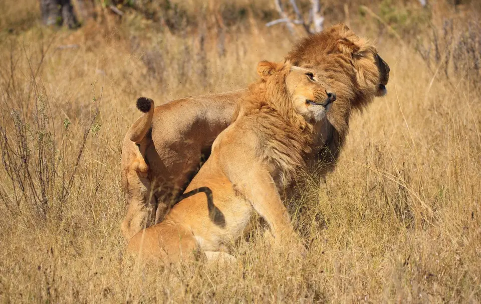 Botswana_Moremi_123.jpg