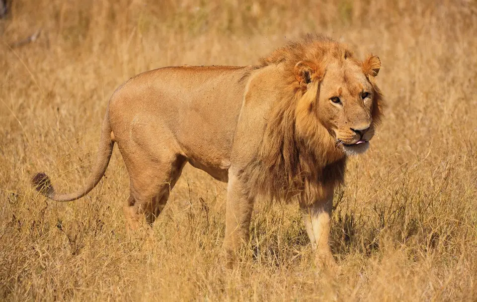 Botswana_Moremi_124.jpg