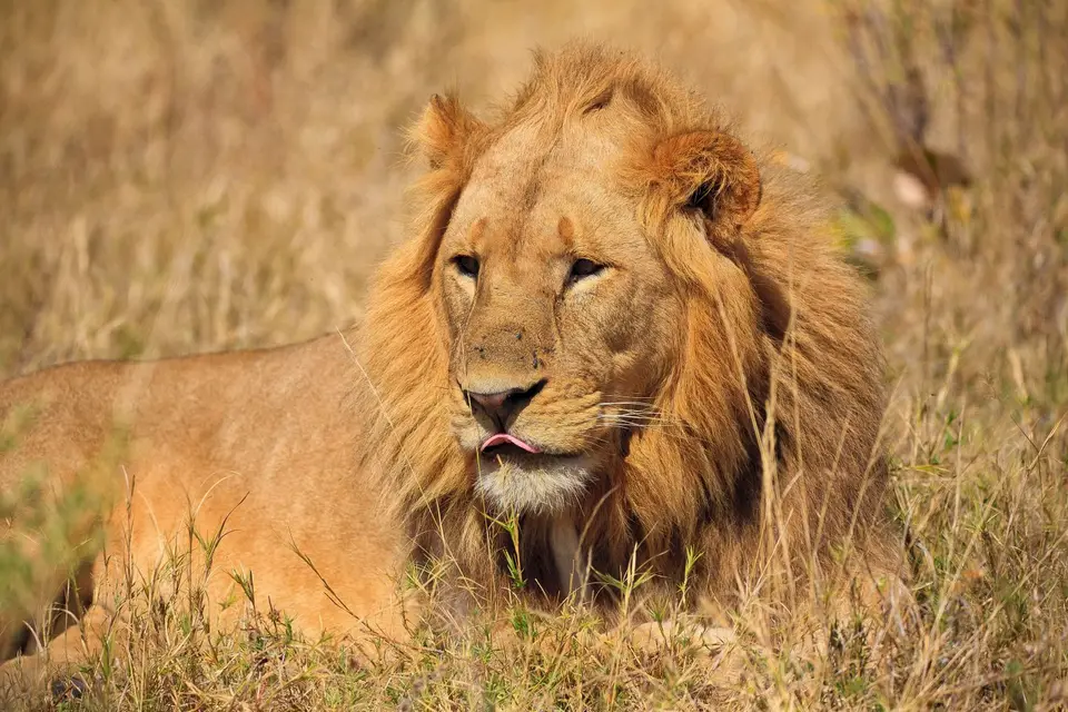 Botswana_Moremi_125.jpg