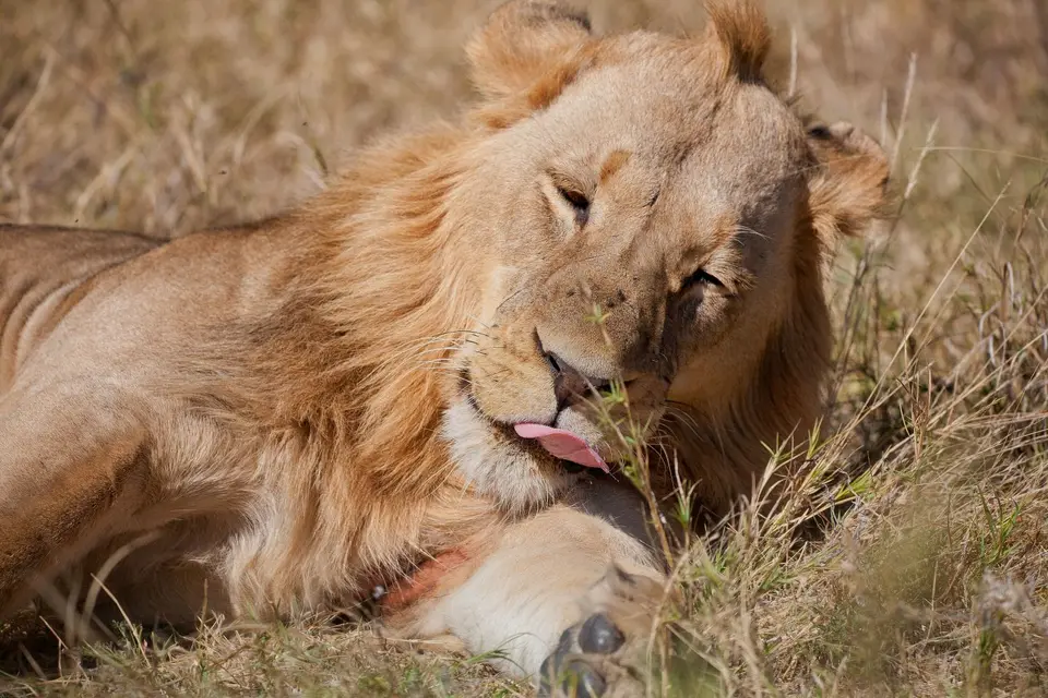 Botswana_Moremi_132.jpg
