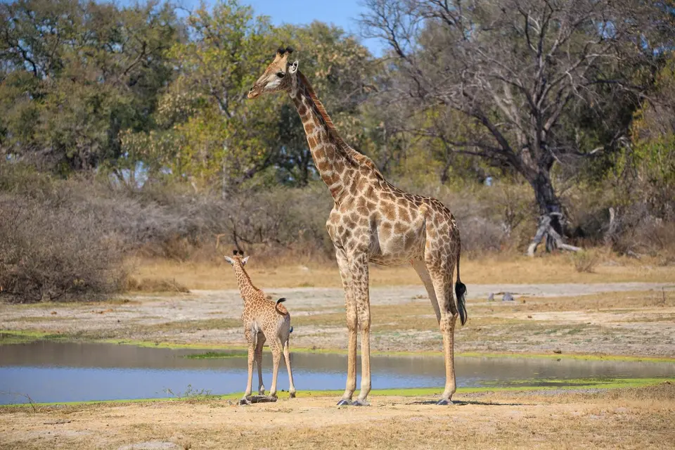 Botswana_Moremi_137.jpg