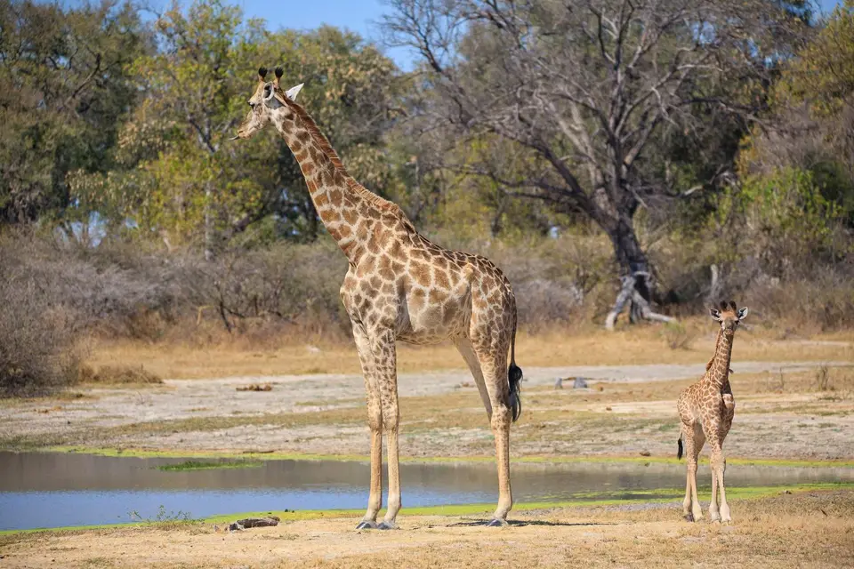 Botswana_Moremi_138.jpg