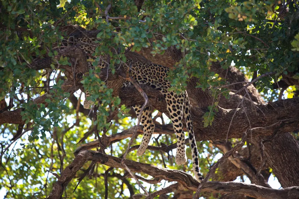 Botswana_Moremi_168.jpg