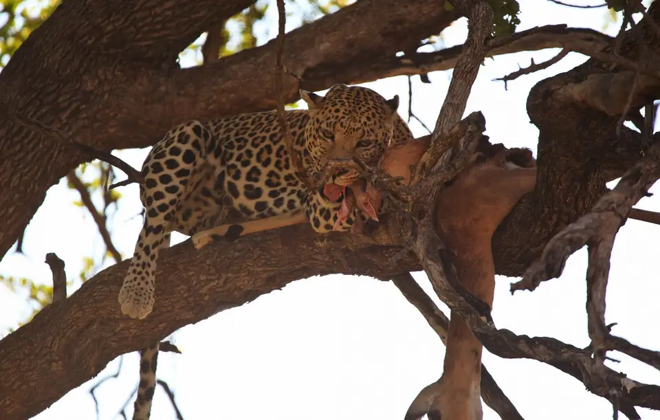 Botswana_Moremi_169.jpg