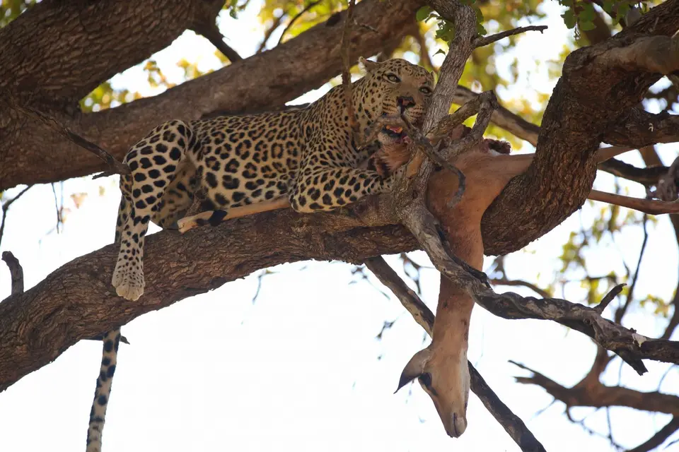 Botswana_Moremi_173.jpg