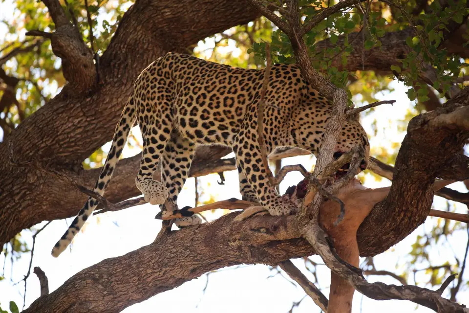 Botswana_Moremi_178.jpg