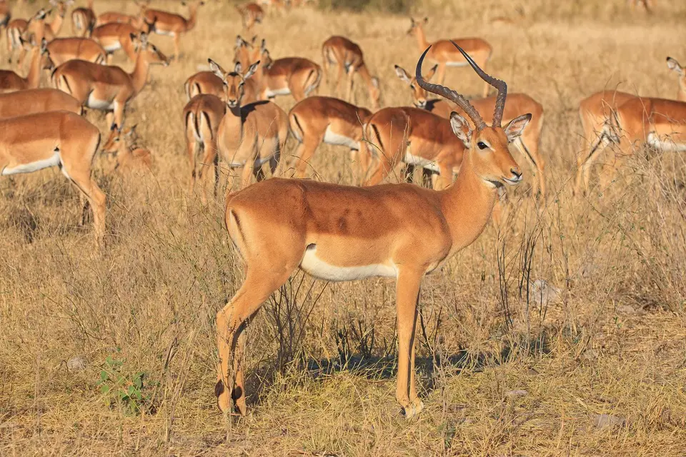 Botswana_Moremi_180.jpg