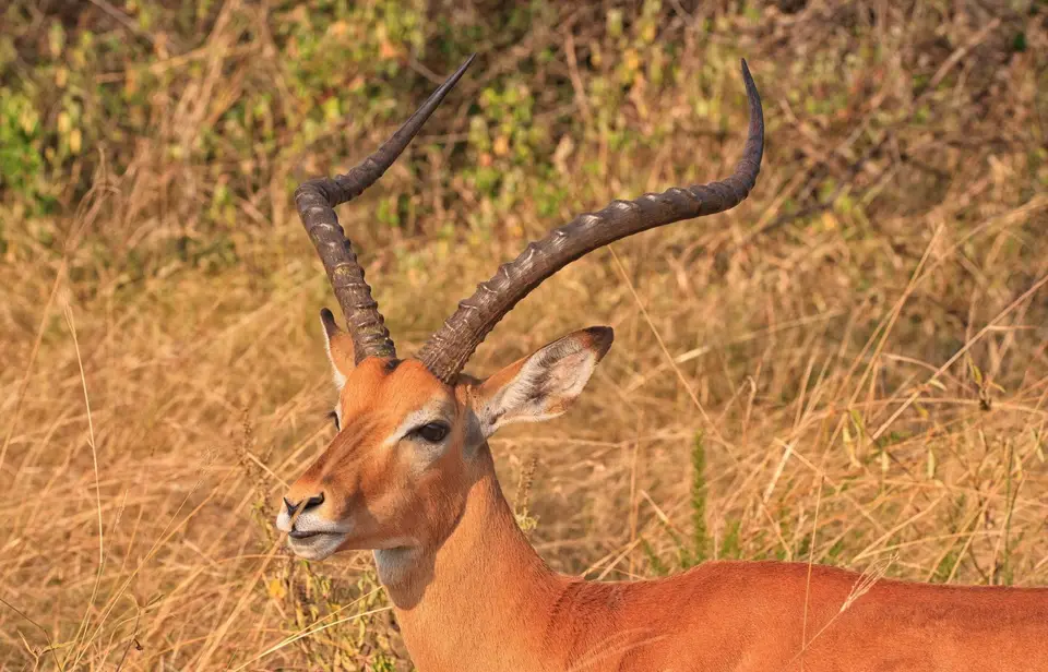 Botswana_Moremi_184.jpg