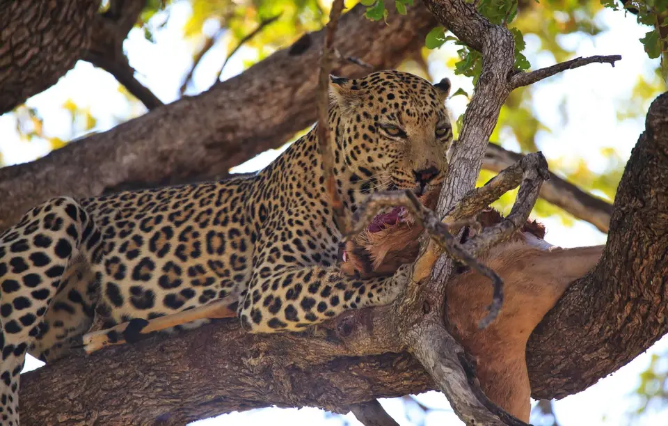 Botswana_Moremi_188.jpg