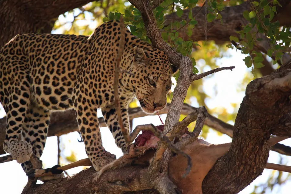 Botswana_Moremi_191.jpg