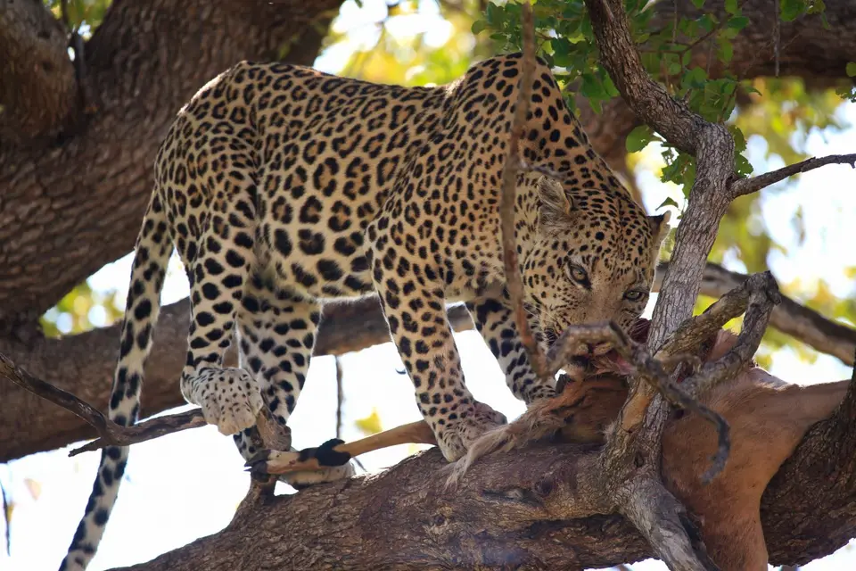 Botswana_Moremi_193.jpg