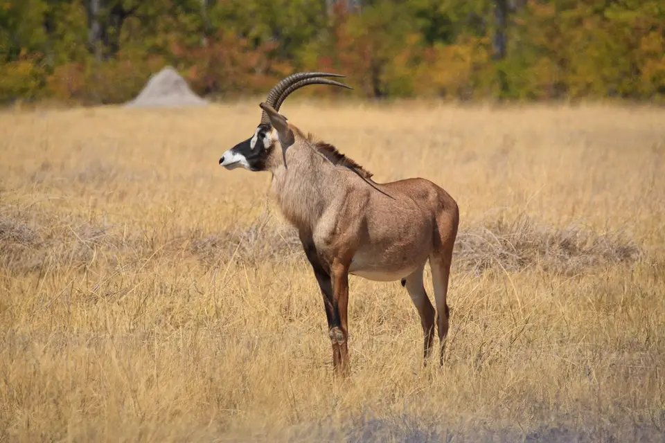 Botswana_Moremi_198.jpg