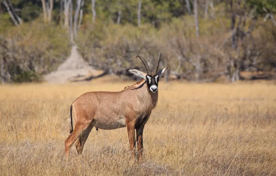 Botswana_Moremi_199.jpg