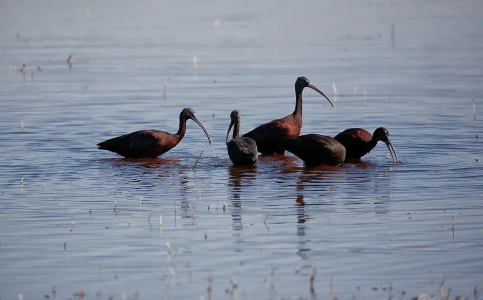 Botswana_Moremi_BlackPools_002.jpg