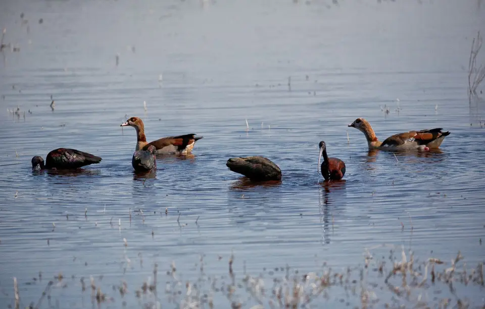 Botswana_Moremi_BlackPools_003.jpg
