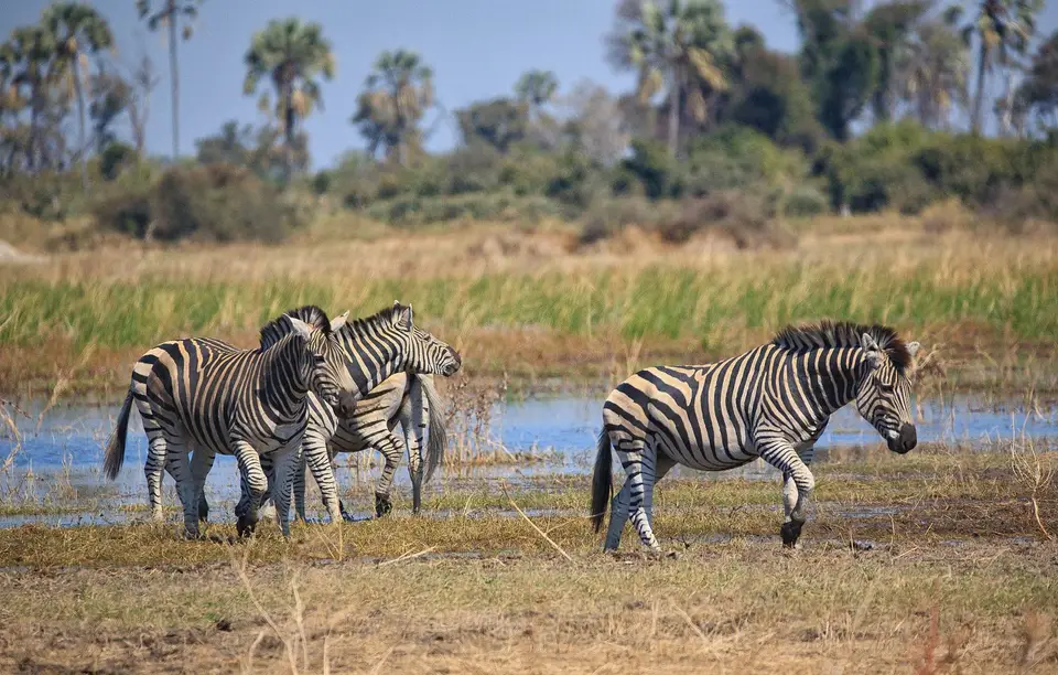Botswana_Moremi_BlackPools_005.jpg