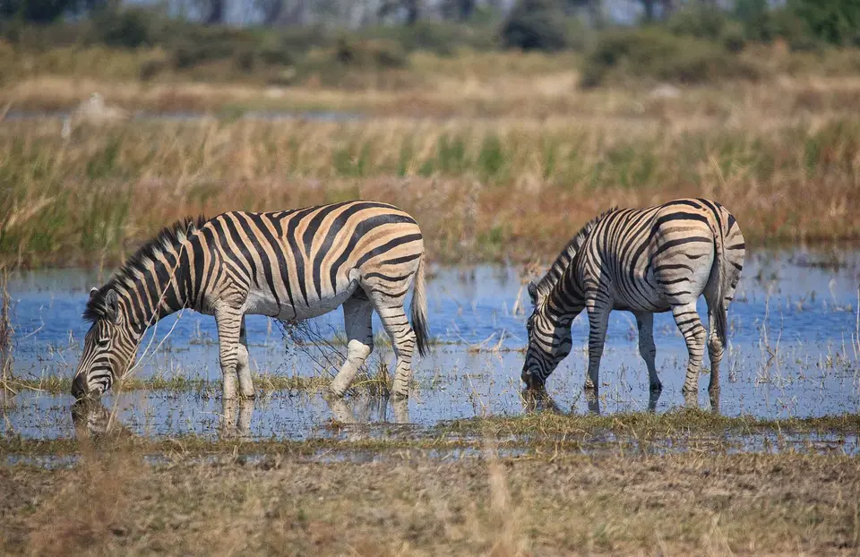 Botswana_Moremi_BlackPools_006.jpg