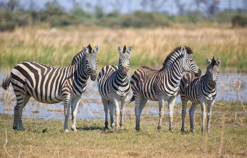 Botswana_Moremi_BlackPools_007.jpg