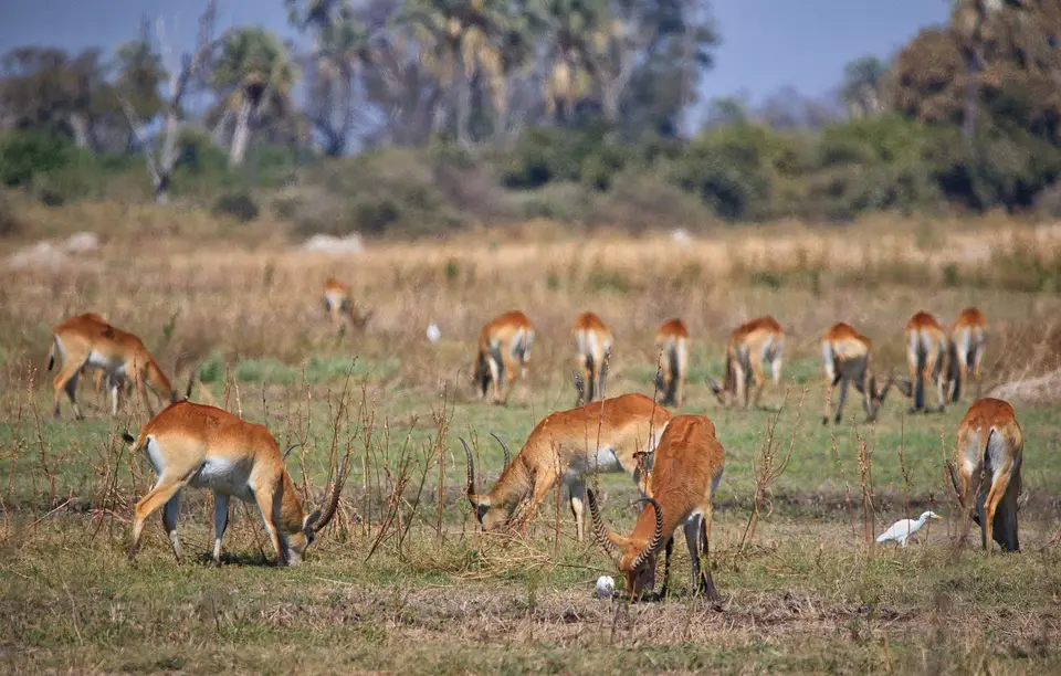 Botswana_Moremi_BlackPools_009.jpg