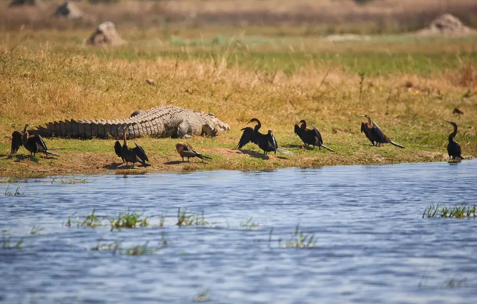 Botswana_Moremi_BlackPools_010.jpg