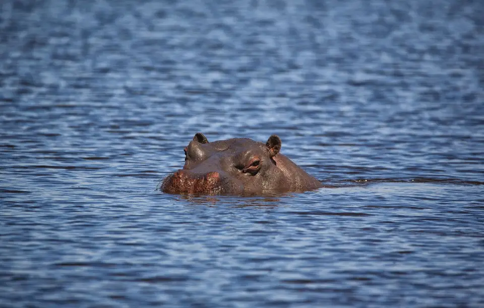 Botswana_Moremi_BlackPools_012.jpg