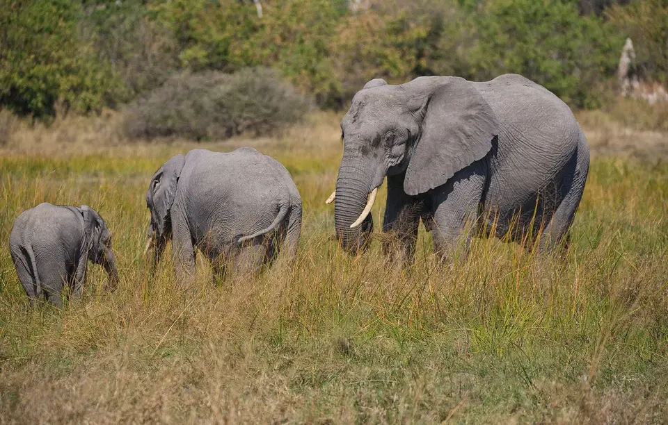 Botswana_Moremi_BlackPools_019.jpg