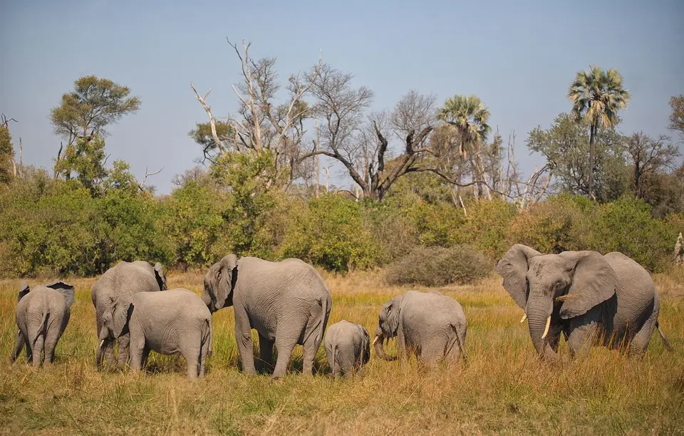 Botswana_Moremi_BlackPools_020.jpg