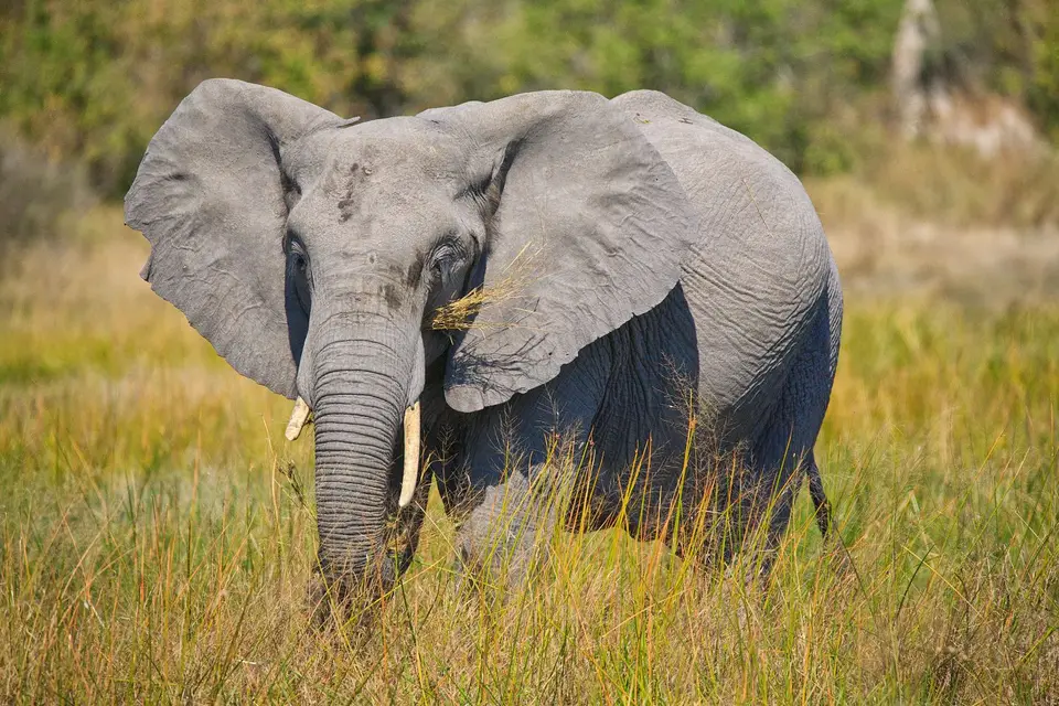 Botswana_Moremi_BlackPools_022.jpg