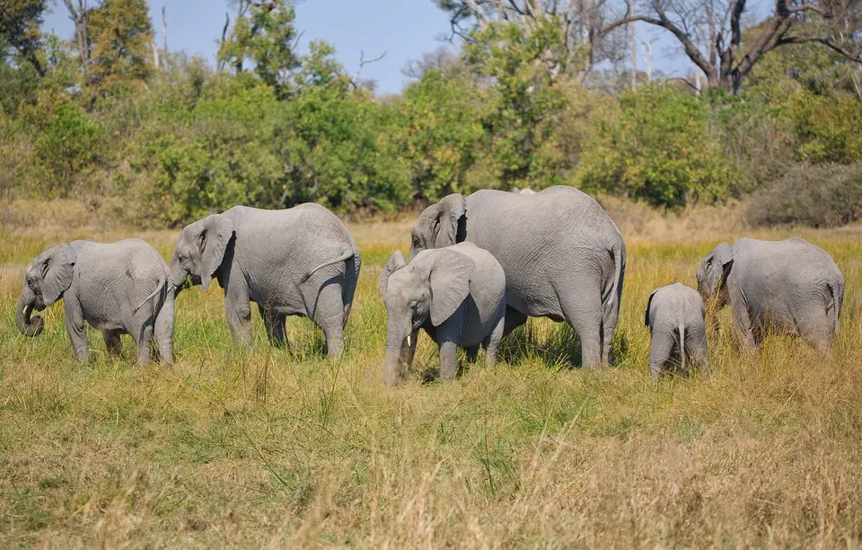 Botswana_Moremi_BlackPools_023.jpg