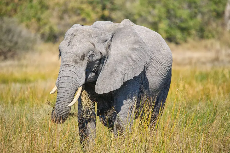 Botswana_Moremi_BlackPools_024.jpg